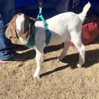 Goat community picnic 2019