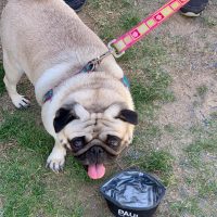 A dog with a water bowl