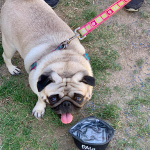 Close-up of a fawn-colored pug with a pink leash and floral design standing on grass next to a water bowl, symbolizing the care and attention to detail our Las Vegas personal injury law firm provides to every client's case.