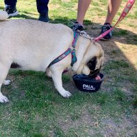 Dog and water bowl